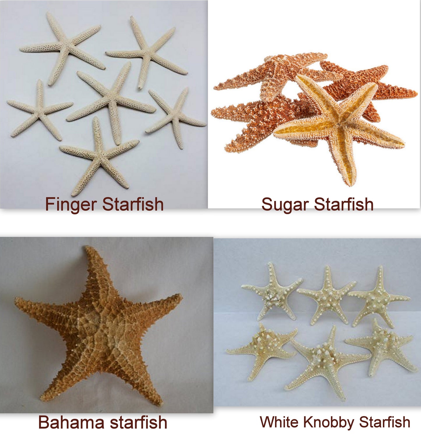 Lantern decor,Luau,Hawaii,Chair Markers,Starfish Lantern Hangers,Hurricane ,Lantern Hangers,centerpiece lantern decor,Destination Wedding