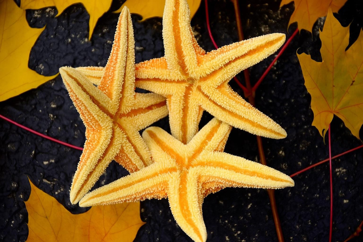 Farmhouse table decor, wedding table centerpiece, Starfish Candle Holder, Nautical Centerpiece, Beach Wedding Candle, Thanksgiving Decor