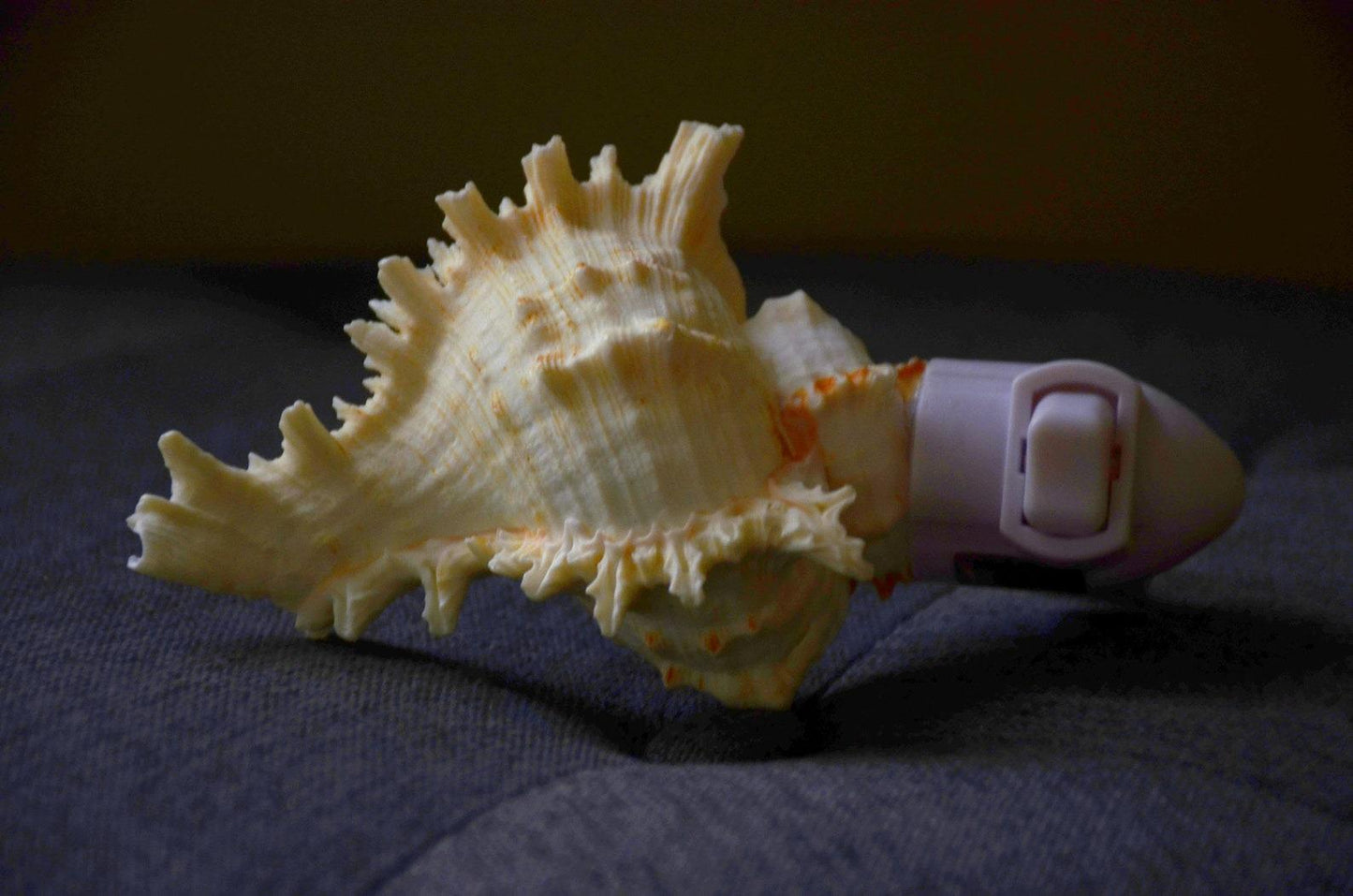 Bathroom light, shell lamp, night light lamp, bedroom light, Decorative Beach Decor, Seashell Night Light, Murex night lamp, Sea Shell Light