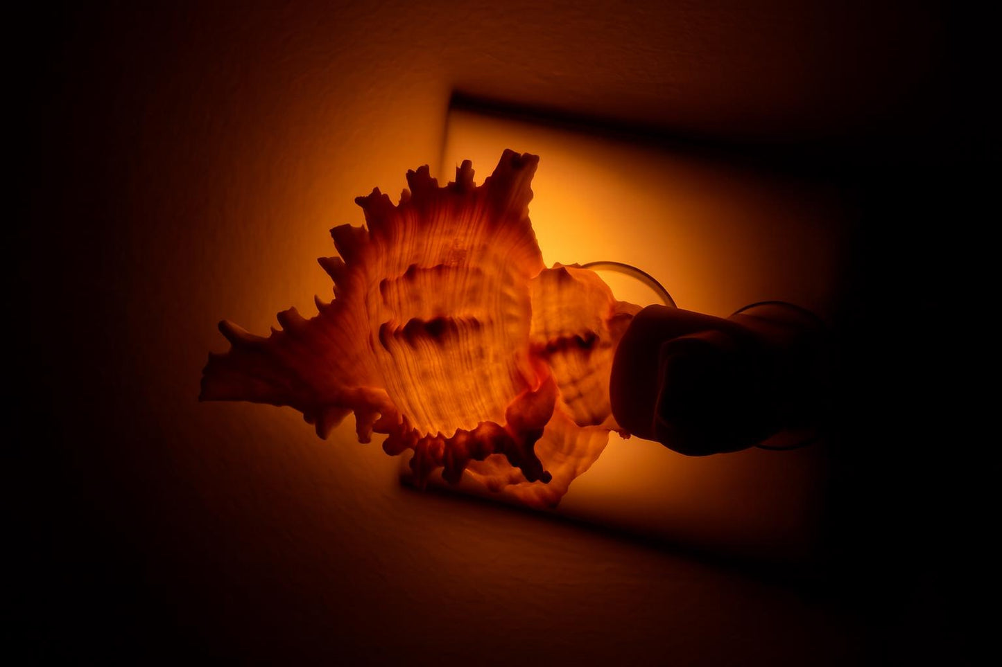 Bathroom light, shell lamp, night light lamp, bedroom light, Decorative Beach Decor, Seashell Night Light, Murex night lamp, Sea Shell Light